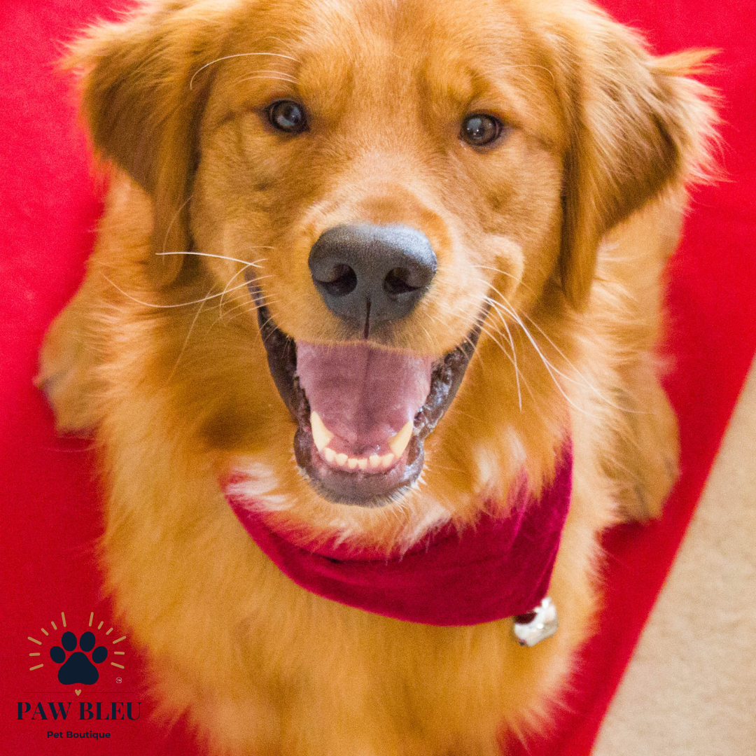Custom & Patterned Pet Bandanas β Personalize or Choose Your Own Design