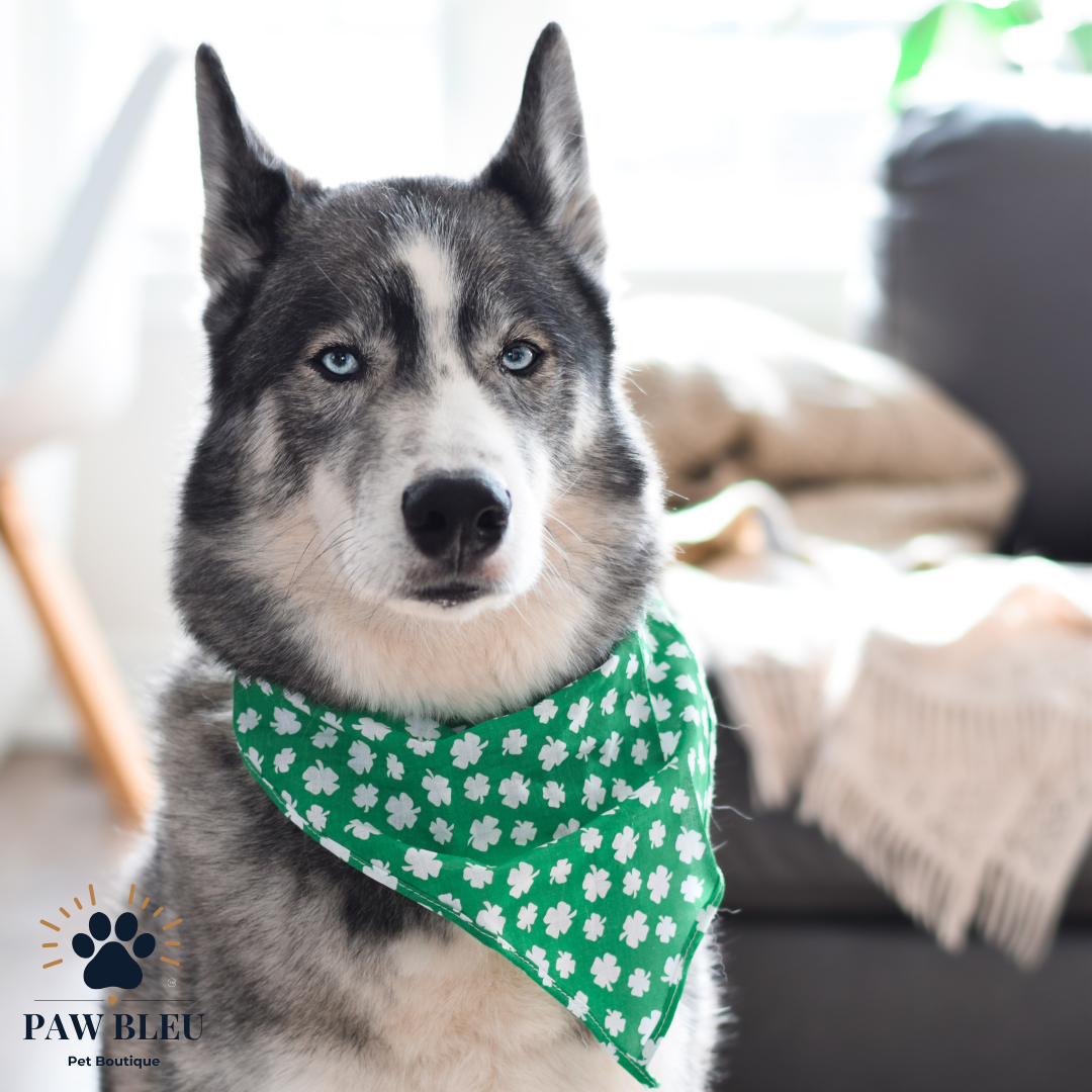 Custom & Patterned Pet Bandanas β Personalize or Choose Your Own Design