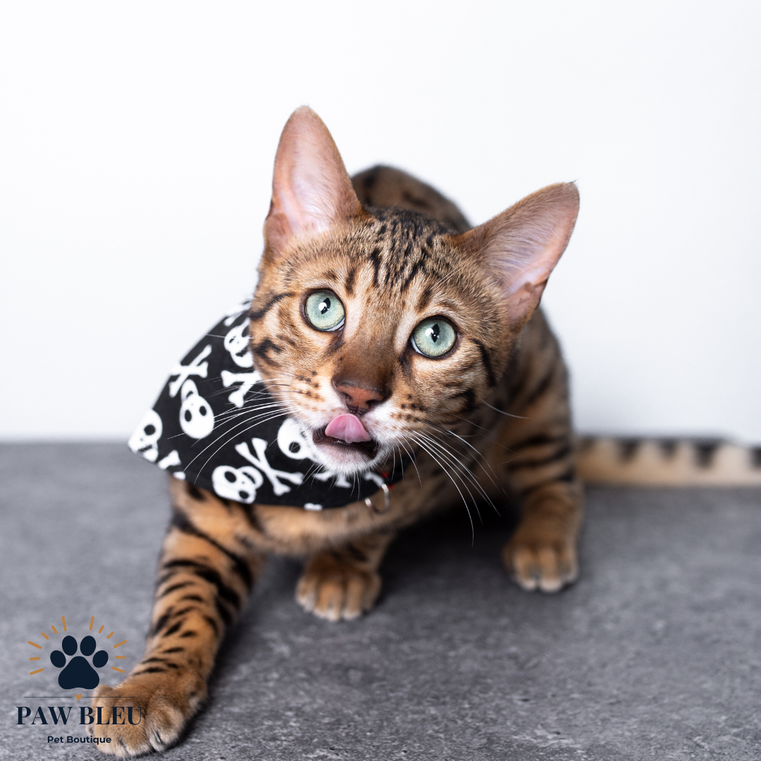 Custom & Patterned Pet Bandanas β Personalize or Choose Your Own Design