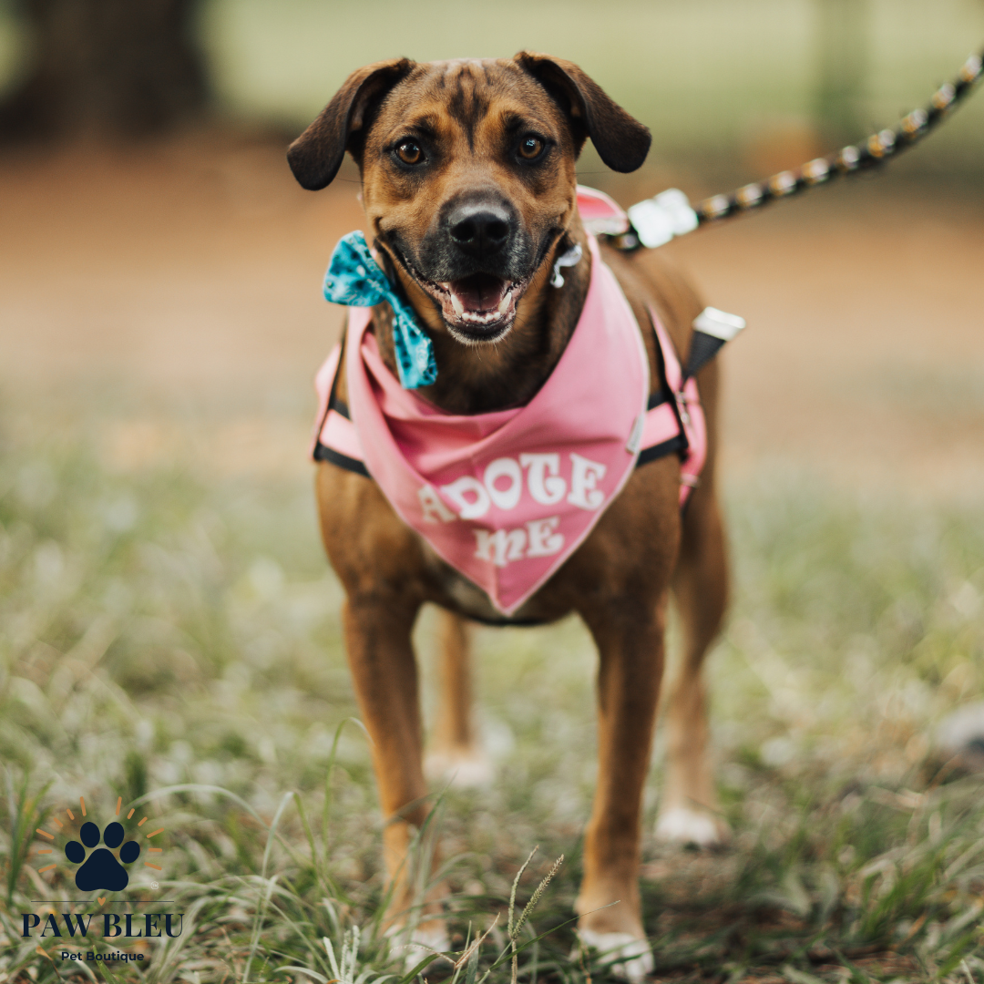 Custom & Patterned Pet Bandanas β Personalize or Choose Your Own Design