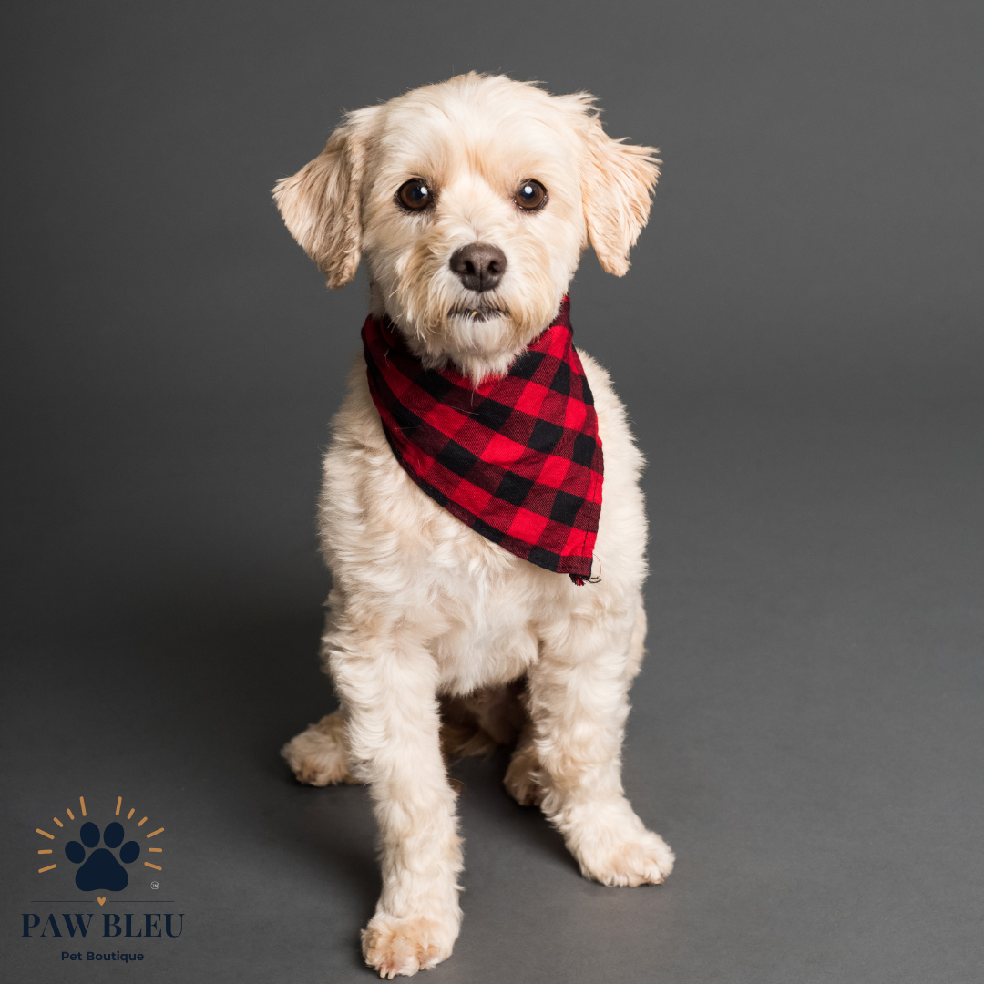 Custom & Patterned Pet Bandanas β Personalize or Choose Your Own Design