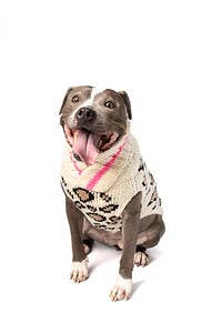 Leopard Hand - Knit Wool Dog Sweater - Paw Bleu