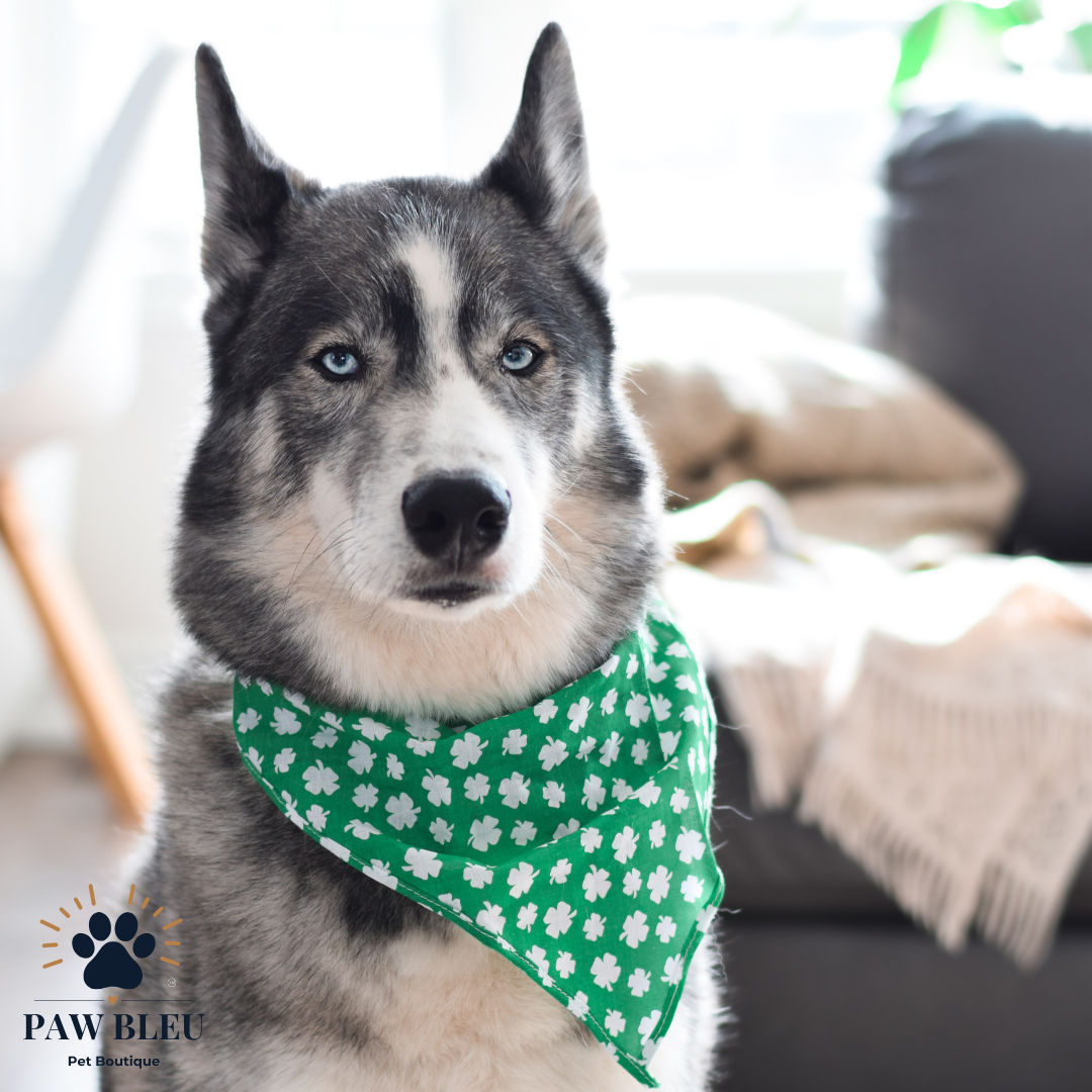 Custom & Patterned Pet Bandanas – Personalize or Choose Your Own Design