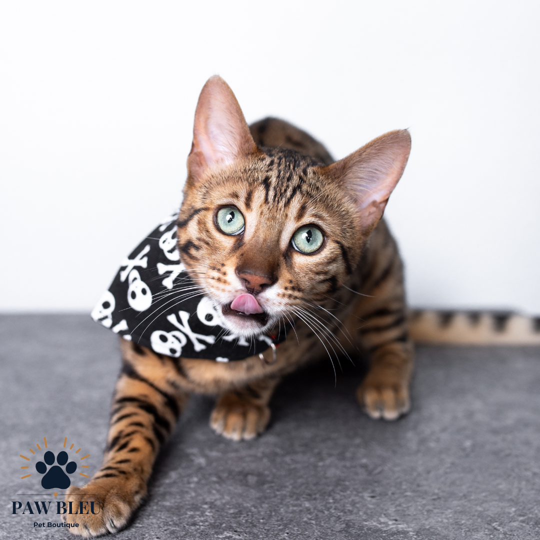 Custom & Patterned Pet Bandanas – Personalize or Choose Your Own Design