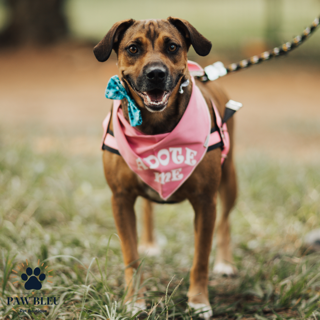 Custom & Patterned Pet Bandanas – Personalize or Choose Your Own Design